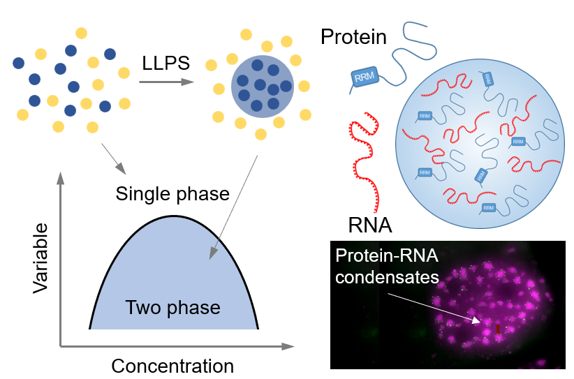 🚨🚨🚨A motivated #PhD student is wanted!
Apply if you wanna work on an exciting #multidisciplinary project focused on biomolecular phase separation and explore it and underlying molecular processes from different angles of #biophysics, cell biology and soft-matter physics.