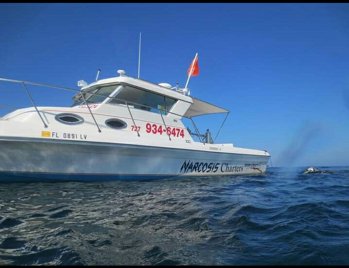 #bookatrip @NarcosisScubaCe #gulfcharters #oceanlife #sealife #tarponspringsfl #lovescuba #booknow Narcosisscuba.com