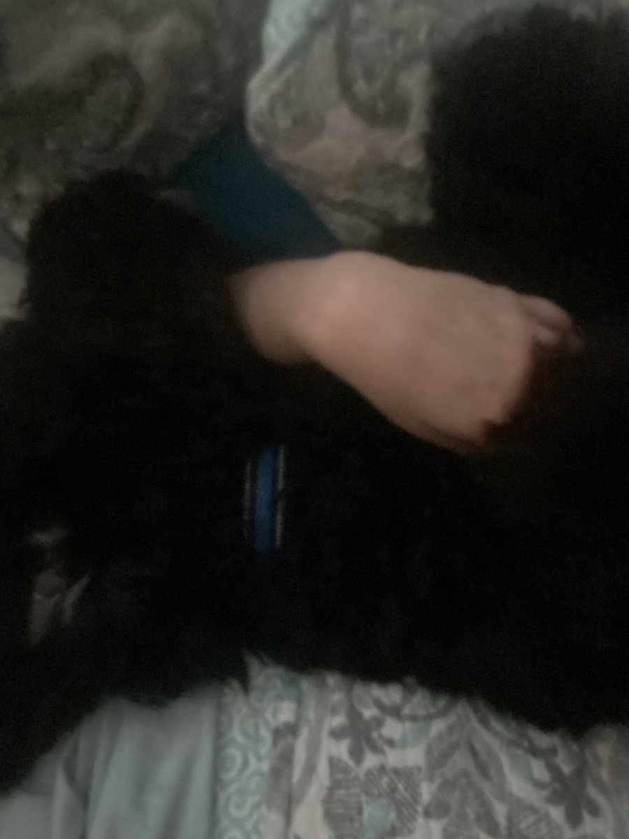 kathelburt's tweet photo. Morning muppet snuggles with #BaileyBoy; this dawg is just too sleepy for #TongueOutTuesday. Every morning at 6 am pup politely asks if he can come up on the bed to cuddle before I start my day; who can resist that face? #SaanichPups #DogsOfTwitter #ILoveMyDog #PuppyLove 🐾❤️ https://t.co/8swHf800sa
