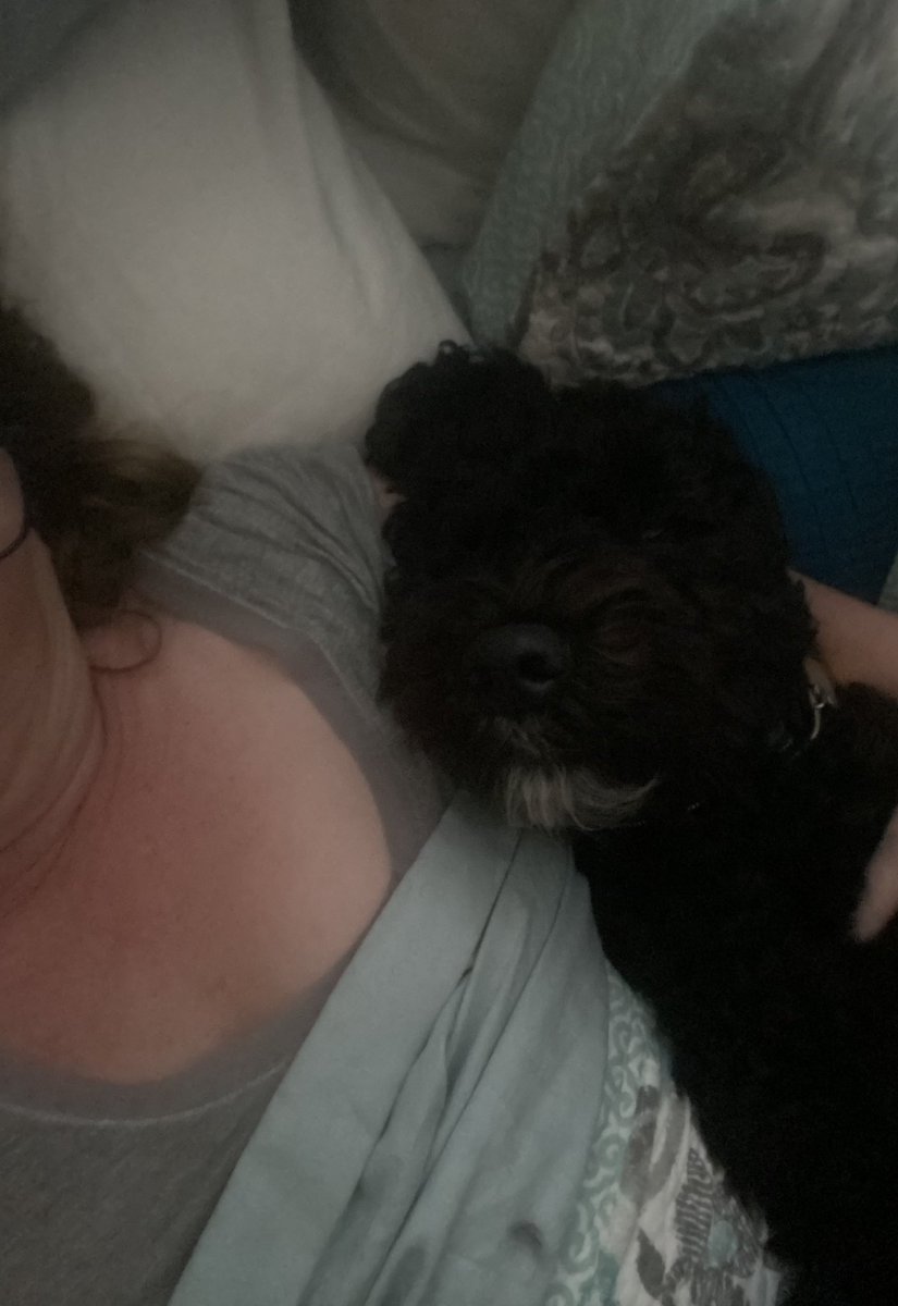 kathelburt's tweet photo. Morning muppet snuggles with #BaileyBoy; this dawg is just too sleepy for #TongueOutTuesday. Every morning at 6 am pup politely asks if he can come up on the bed to cuddle before I start my day; who can resist that face? #SaanichPups #DogsOfTwitter #ILoveMyDog #PuppyLove 🐾❤️ https://t.co/8swHf800sa