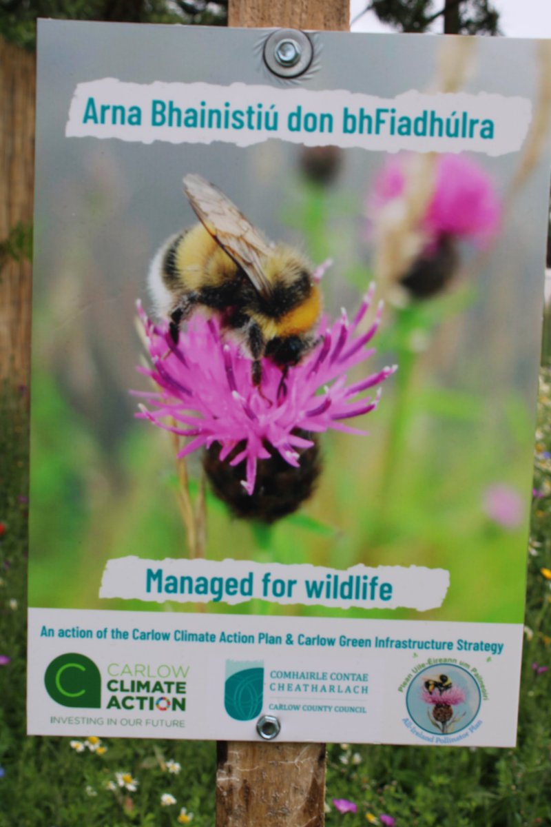 newworkjunction's tweet image. In Carlowfornia town’s high summer meadows, remote works green.