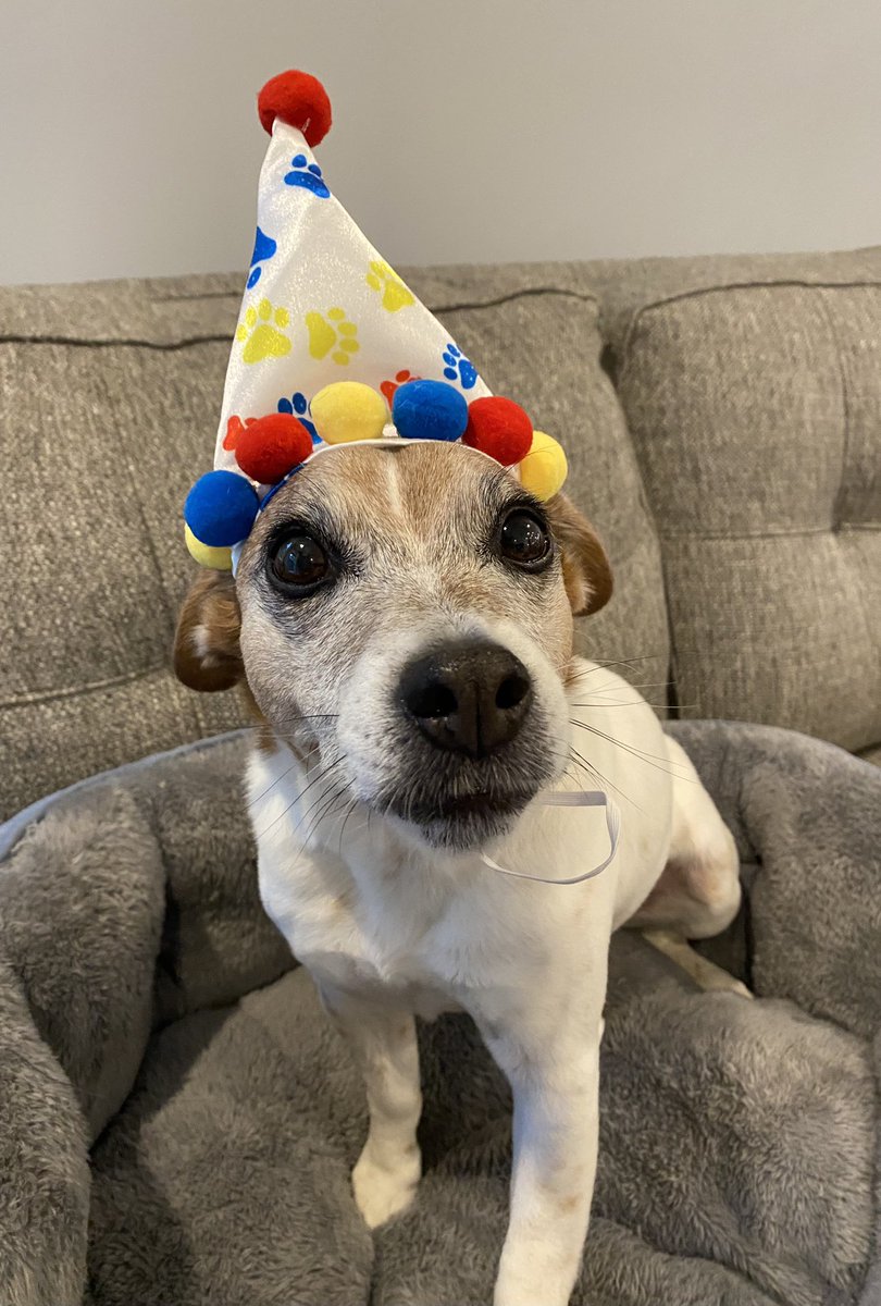 #BirthdayBoy #dogs #zshq #Dogsoftwitter  #ImTEN #ItsMyBirthday #Tuesday 
It’s my 10th Birthday! Ten is TERRIFIC! 🥳 Little Bear 🎈🎊🎁🥳❤️🎊🎈