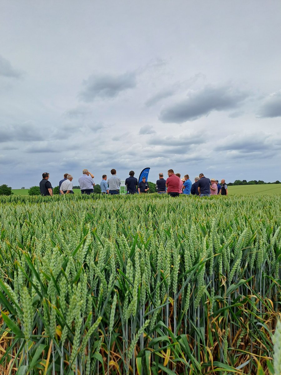 <a href="/BASFcropUK/">BASF Agricultural Solutions UK</a> Real Results Wheat Trials at Mowness Hall <a href="/WalnesSeeds/">Walnes Seeds</a>