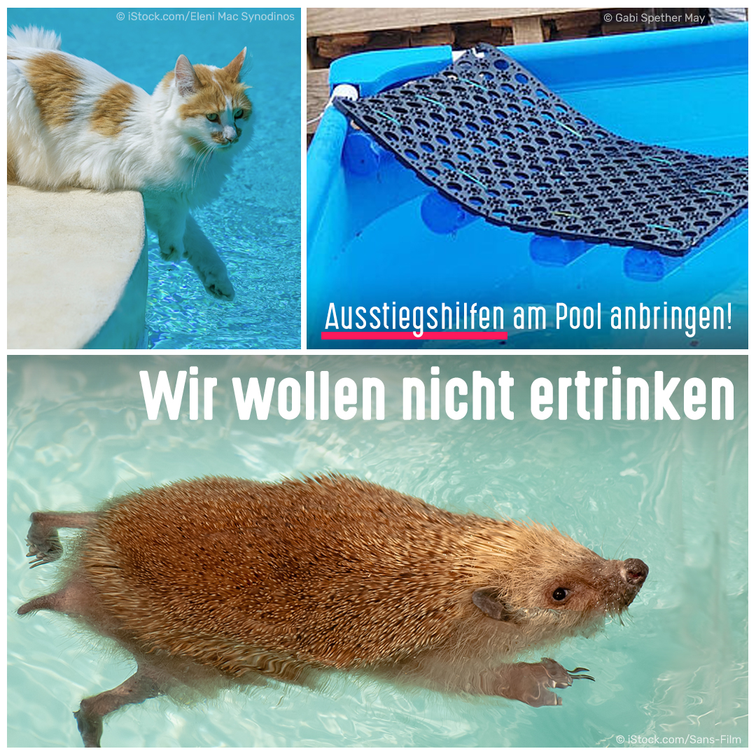 Jedes Jahr ertrinken zahlreiche Katzen, Hunde, Igel &amp; andere Wildtiere in Pools, Teichen oder Regentonnen. Bitte #Ausstiegshilfen anbringen! Mit einer handelsüblichen Fußmatte &amp; und einer Poolnudel lässt sich leicht eine Rettungsrampe für den #Pool bauen: findefix.com/haustier-tipps…