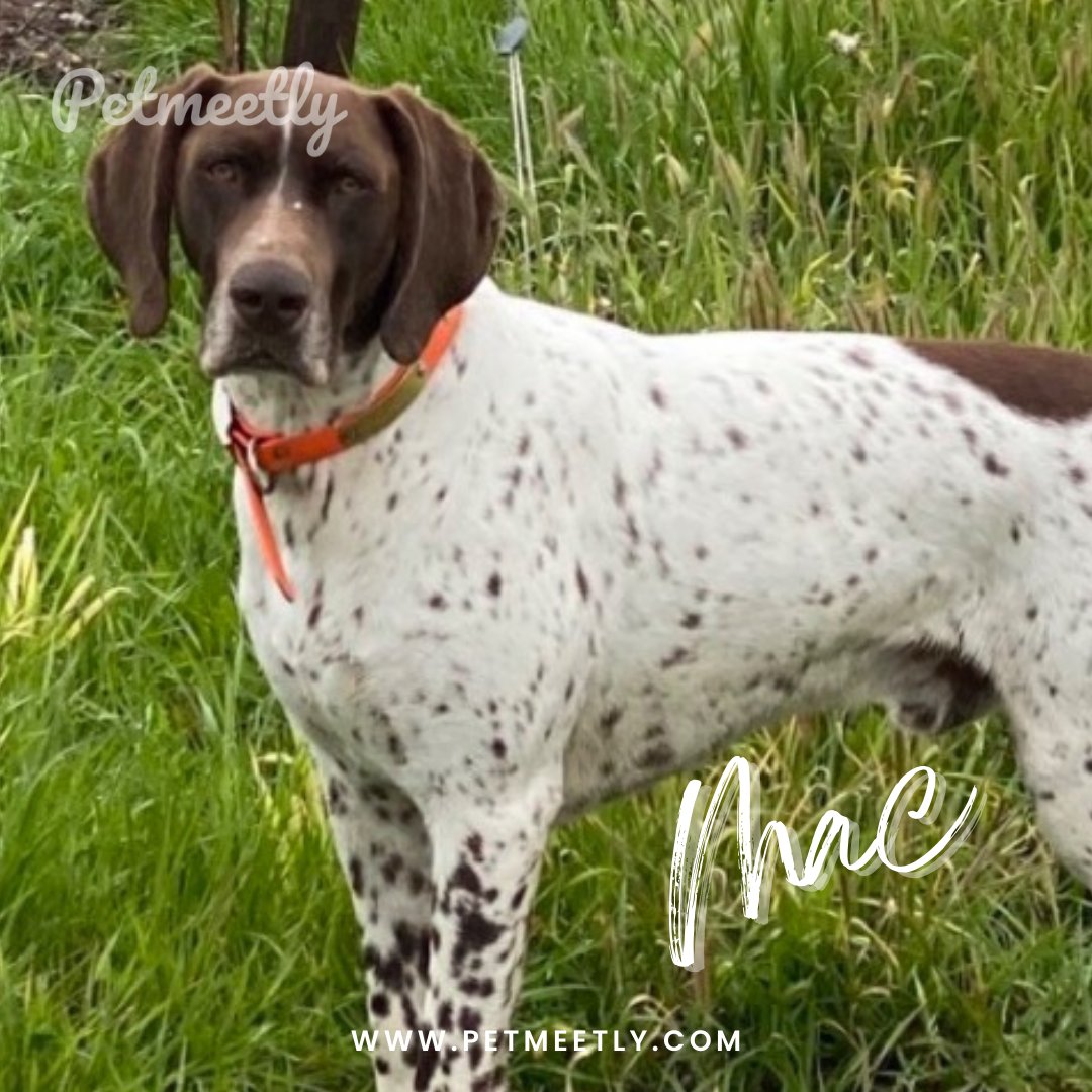 petmeetly's tweet image. 🥁 Meet Mac, 👑 King of the day

Breed: #germanshorthairedpointer
Age:5 years
Gender: Male
Weight:80 lbs

Mac is a very intelligent and handsome. He is looking for a Lover 💕

Get in touch with him 👉 app.petmeetly.com/pet/J4kgk0p4a