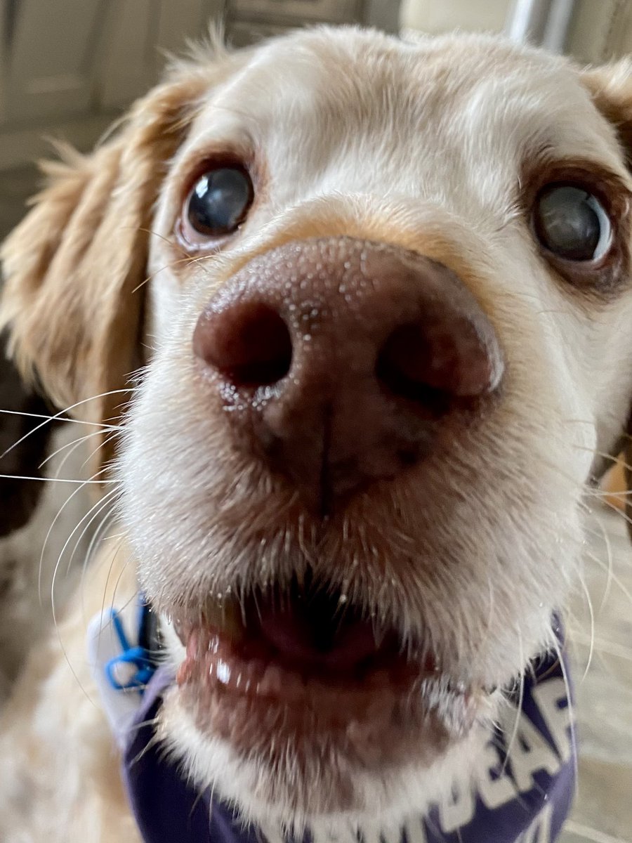 SpanielsSuper's tweet image. Has anyone got a boop for me #BoopMyNose #HappyRonnie #DogsOfTwitter #BoopPlease