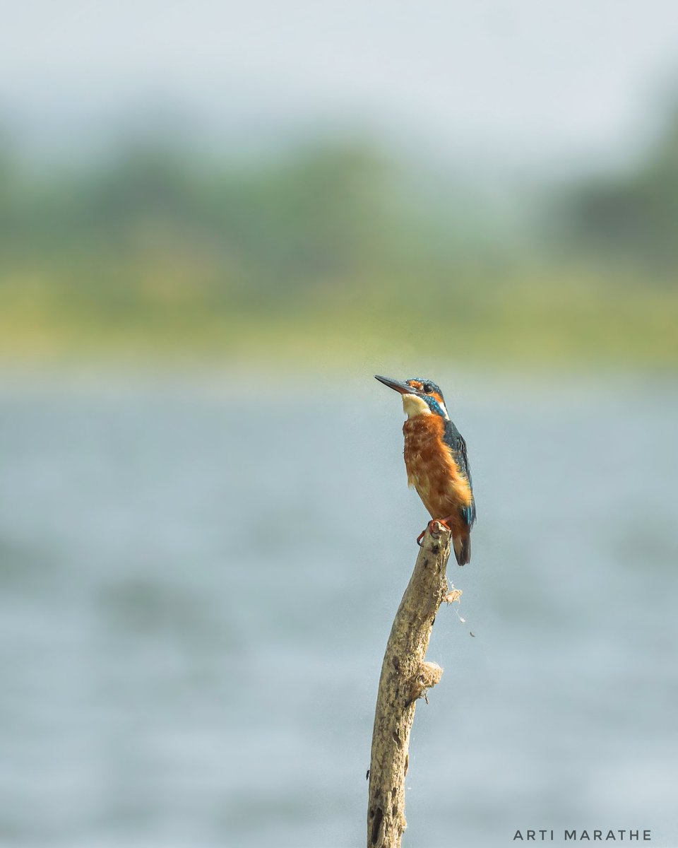Common kingfisher
#indiaves #ThePhotoHour #birdwatching #BBCWildlifePOTD #natgeoindia #nikon #birds #birdphotography #nature #wildlife
