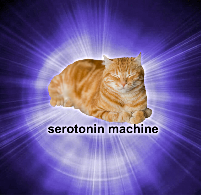 cats who share one braincell (@catbraincell) on Twitter photo 