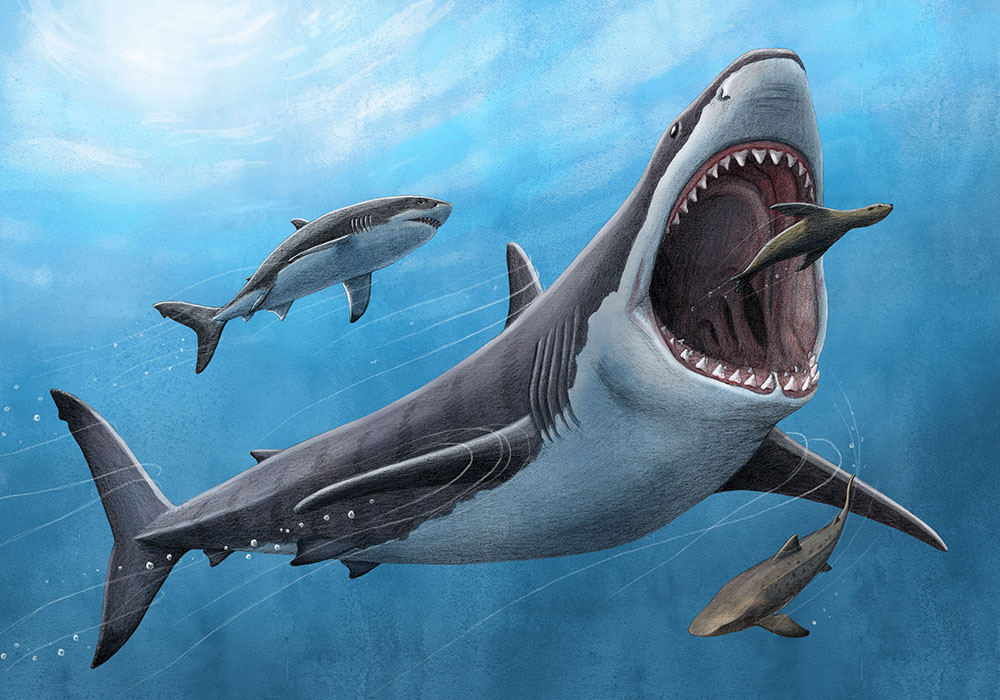Mega discovery! 🦈 A groundbreaking study by #WPUNJ profs, @mickgriff02 and Martin Becker confirms warm-bloodedness in the gigantic #Megalodon! 🌊 The study appears in the latest issue of  @PNASNews 🦈

🗞️bit.ly/3r9Ij7h  #Shark #ResearchAtWP