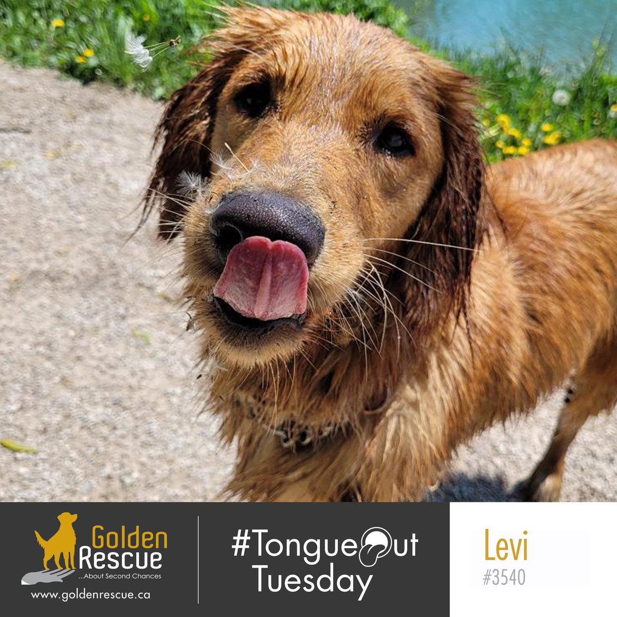 GoldenRescue's tweet photo. Levi is wondering what delicious snacks you've got on the grill this #TongueOutTuesday .  Leave a comment and let him know! 

#adoptdontshop #goldenretriever #canadiangoldens #dogoftheday #goldenretrieversrule #rescuedog #rescue https://t.co/DOB9Ft6msG