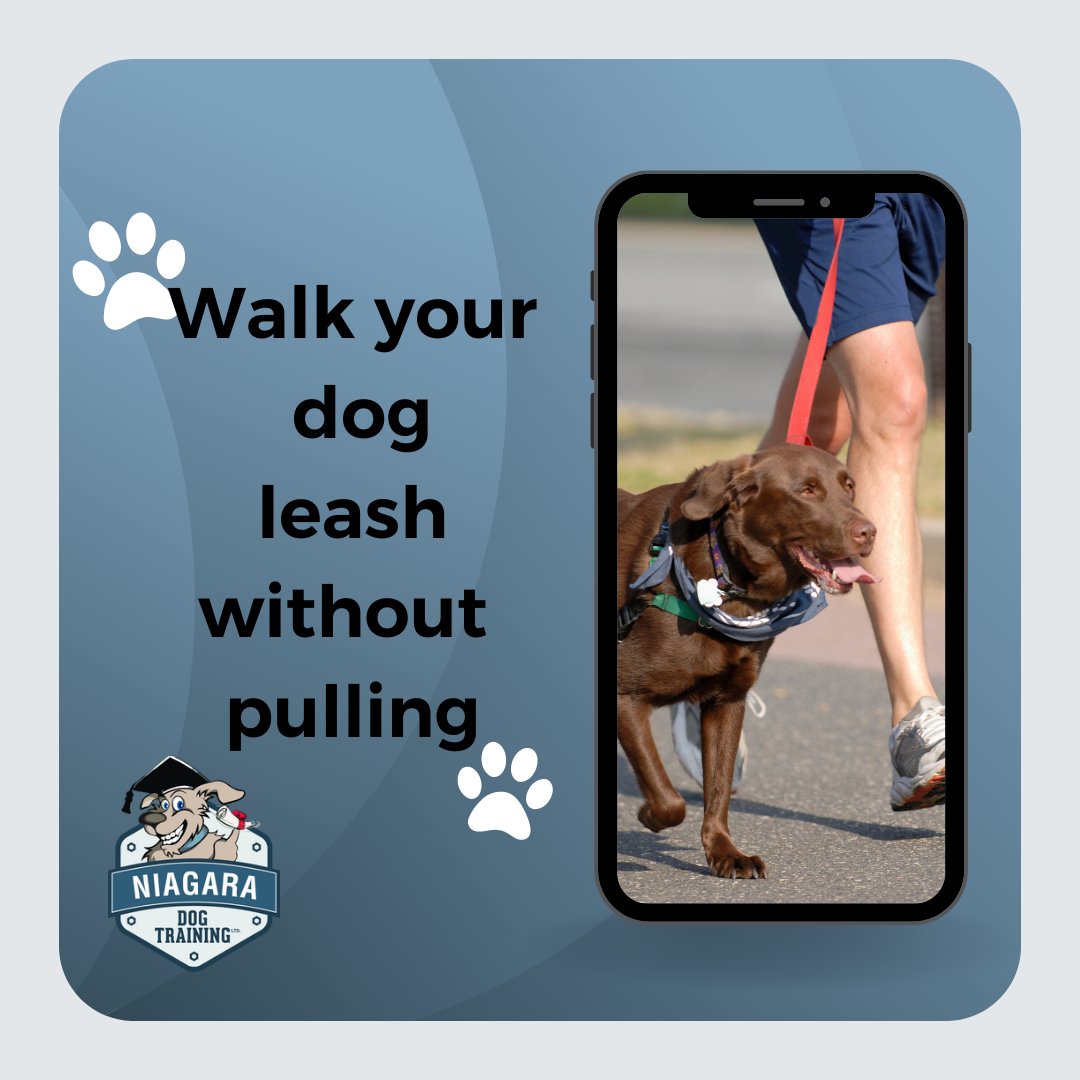 NiagaraDogTrain's tweet image. 🌈 Tired of leash pulling during walks? Niagara Dog Training can help! 🐕 Our trainers teach you and your dog how to walk together calmly, creating a more enjoyable experience for both. #NiagaraDogTraining #LeashManners #HappyWalking 🐾