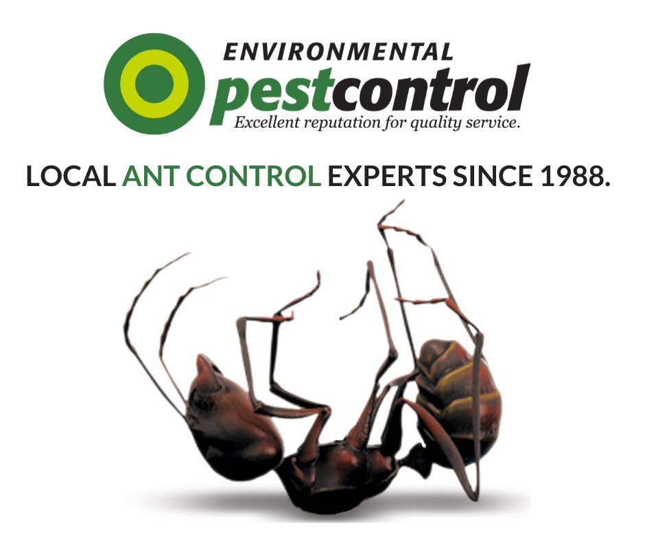 Ants make you antsy? Get tips for how to prevent & get rid of them: environmentalpestcontrol.ca/ants/

#environmentalpestcontrol #newmarket #gwillimbury #aurora #barrie #alliston #caledon #orangeville #collingwood #wasagabeach #georgianbay #parrysoundmuskoka #muskoka #gravenhurst