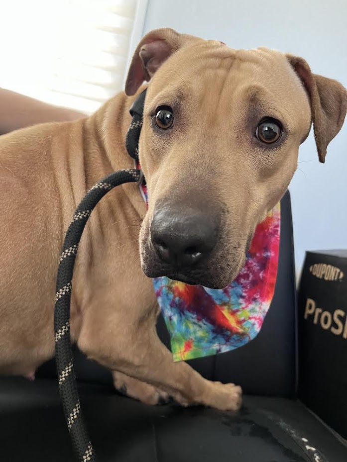 U.S. Marshals on Twitter "Puncher’s Chance Rescue & Sanctuary of the