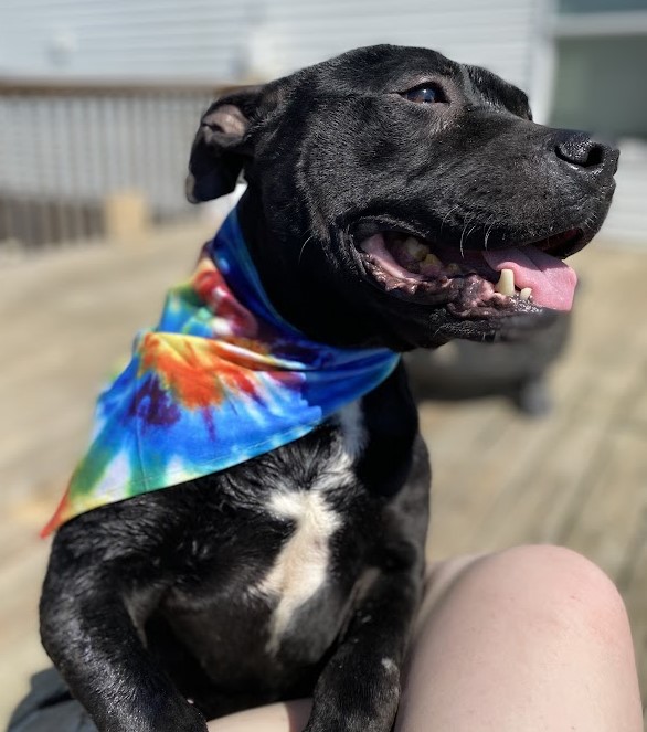 U.S. Marshals on Twitter "Puncher’s Chance Rescue & Sanctuary of the