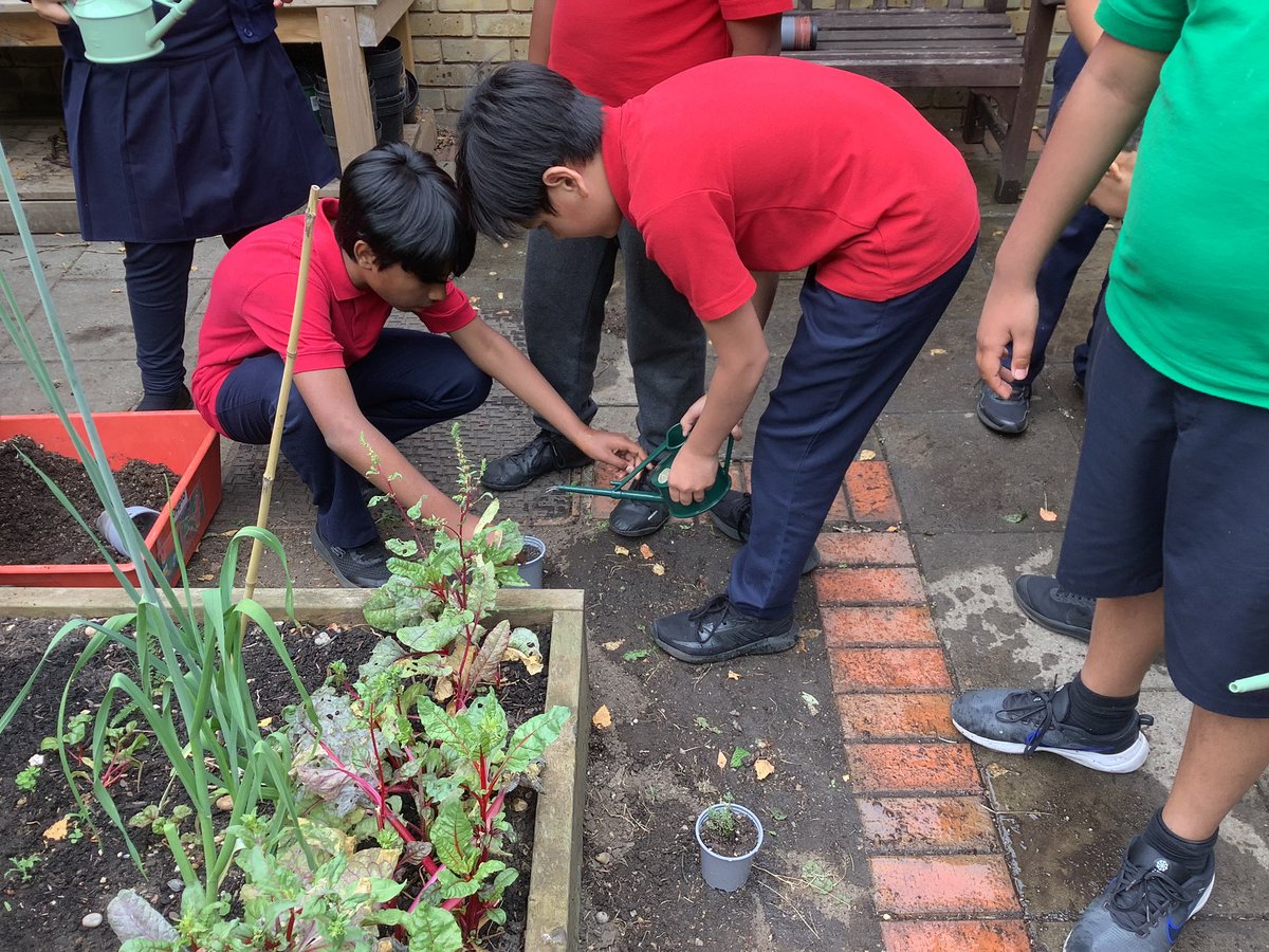 Halley Year5 tweet media