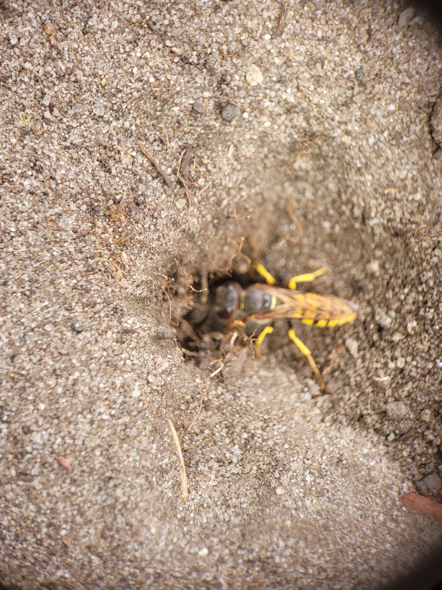 The picture is relatively unstable as I was trying not to disturb, but it's a Philanthus triangulum; a European Bee Wolf
#wasplove #wasp #apoidea