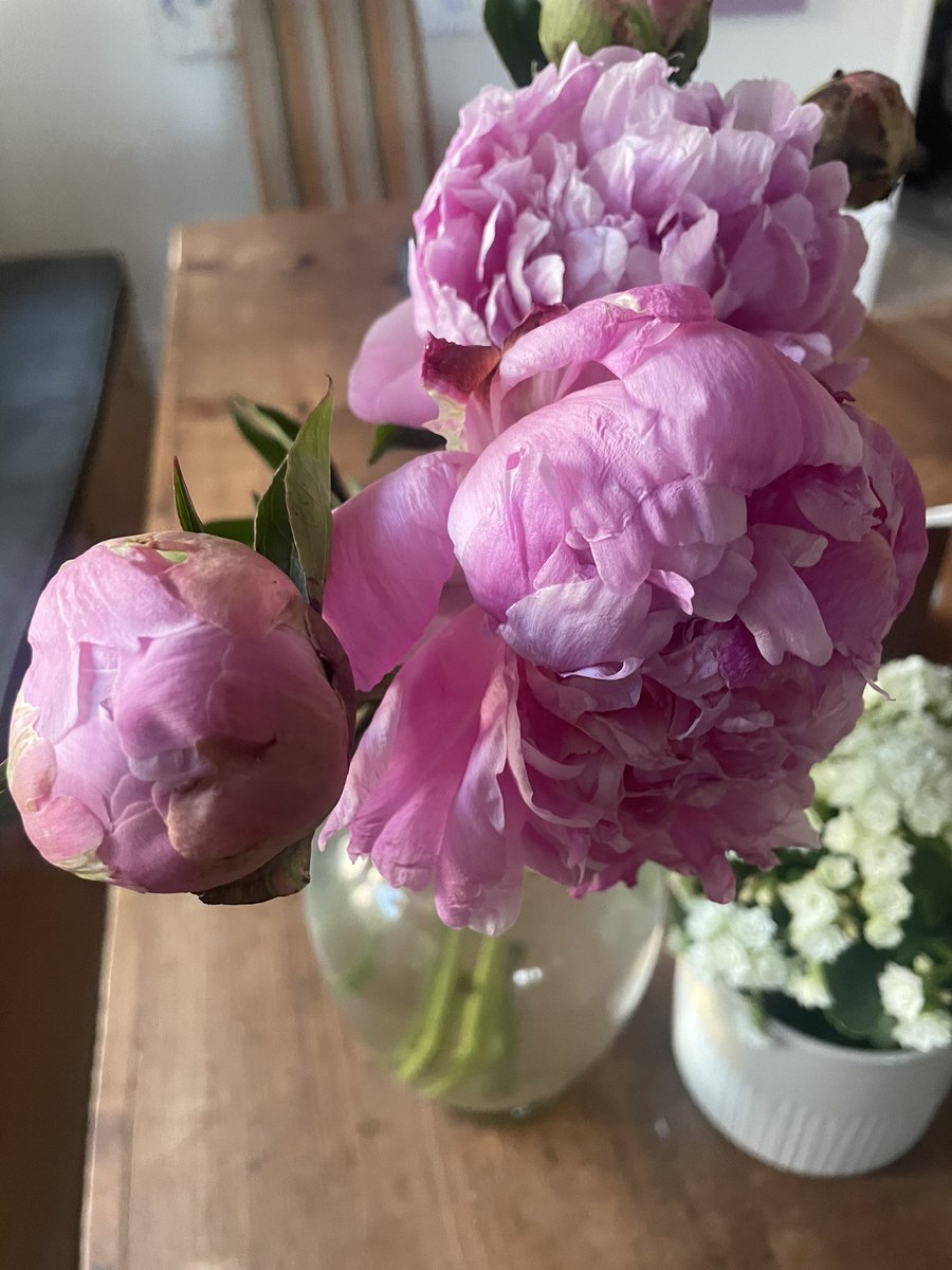 KarenTumlin's tweet photo. Have peonies, ready or not, it’s another #SCOTUSWatch day. https://t.co/kzxHPTzuIy