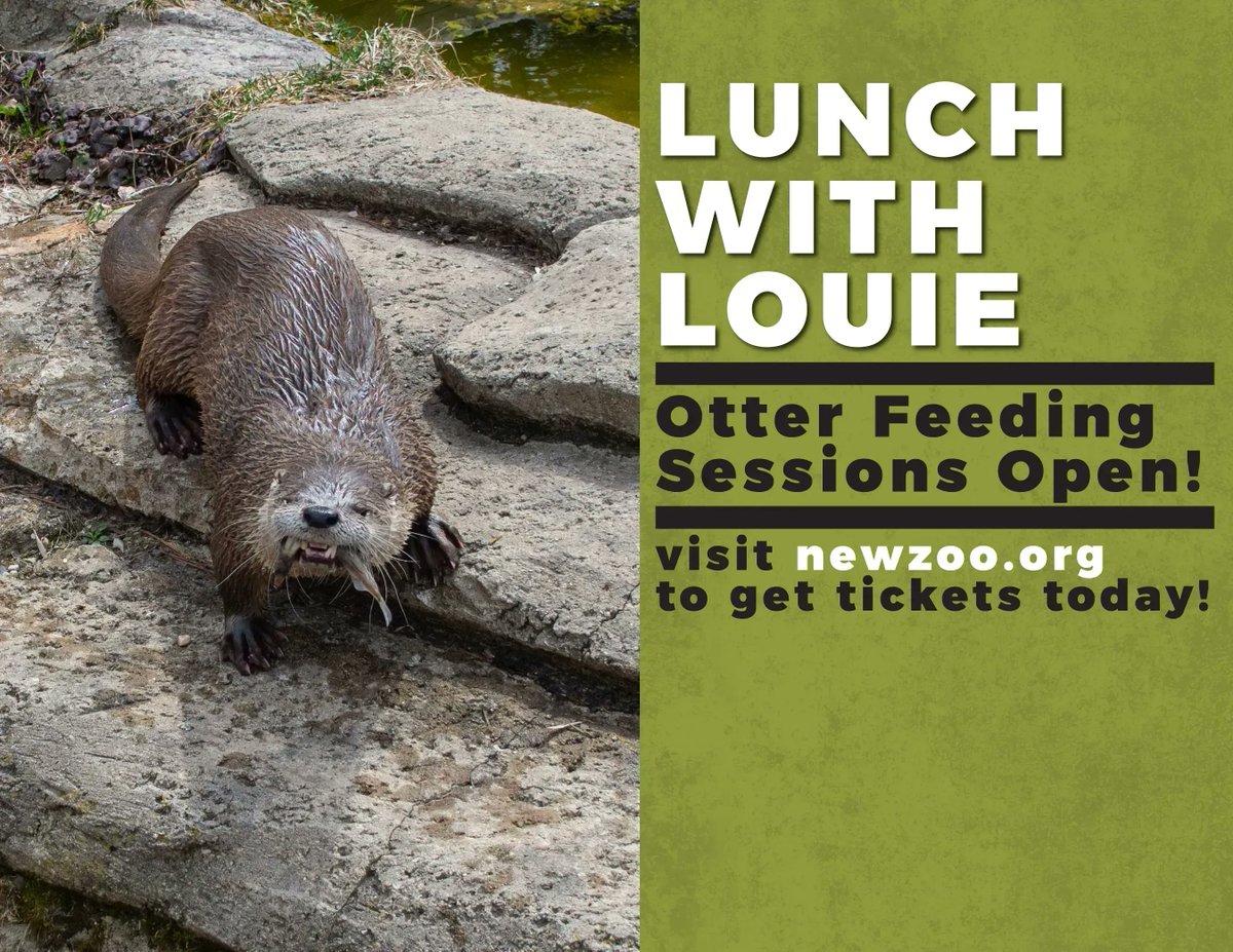 NEWZOOGB's tweet photo. How would you like to have lunch with Louie the otter?? There are still tickets left for Otter Feeding Experiences in July - but they're selling out fast. Purchase yours today: https://t.co/bnAuYRK98G https://t.co/oRp0mfEQka