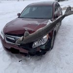んいや、どゆこと？アラスカにて「チョウザメと車が正面衝突」