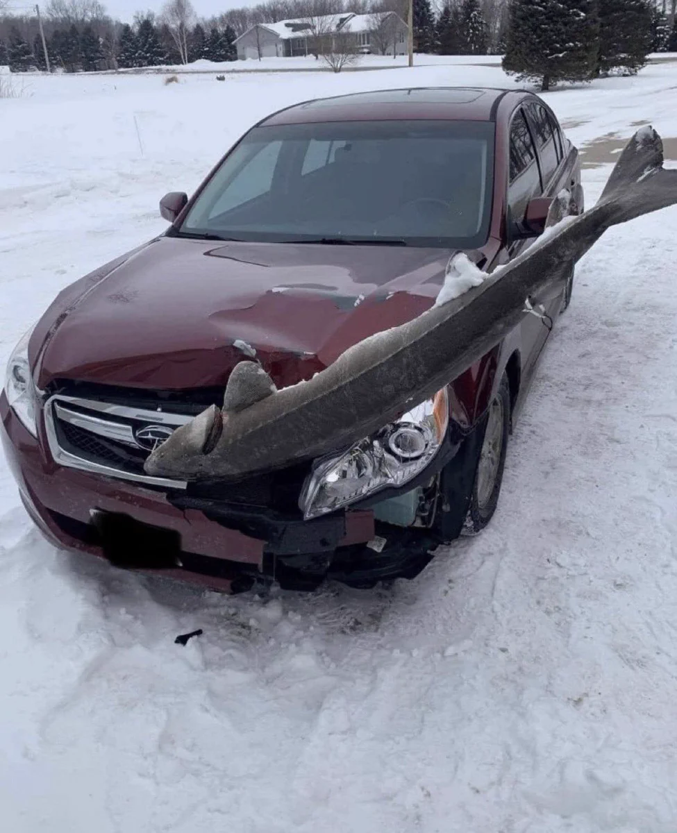 んいや、どゆこと？アラスカにて「チョウザメと車が正面衝突」