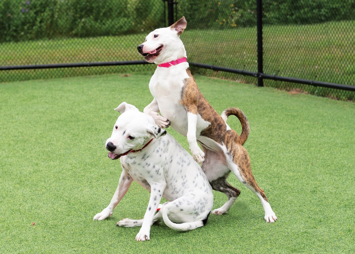 Are you looking for a dog-friendly dog to add to your family? Most of our dogs available for adoption right now LOVE other dogs, including Shirley and Pongo!

arlgp.org/adopt/dogs