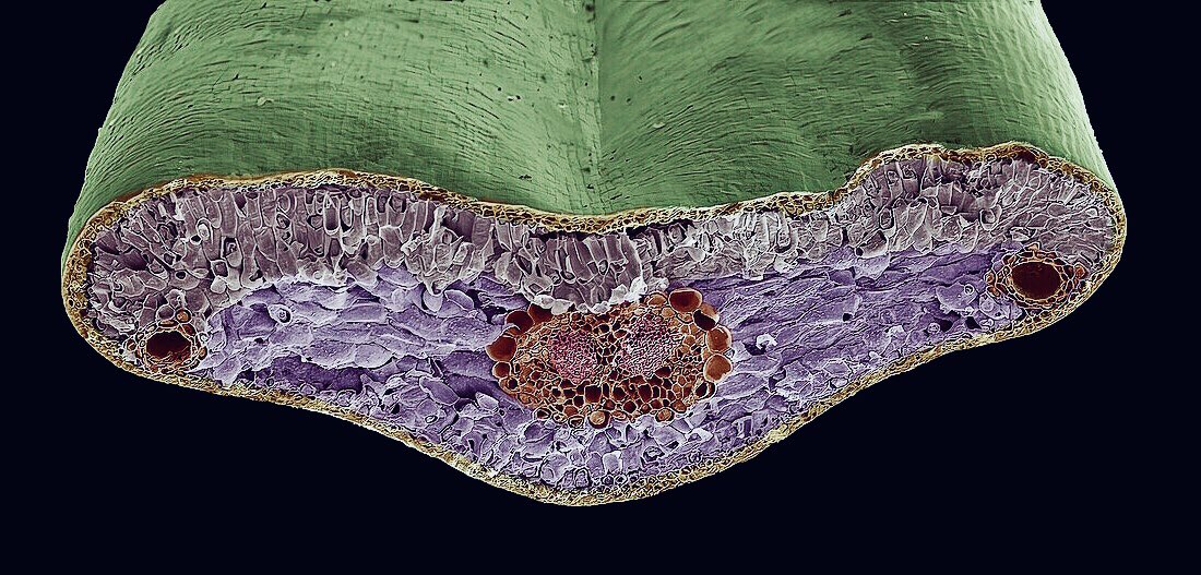 microscopic images. on Twitter: