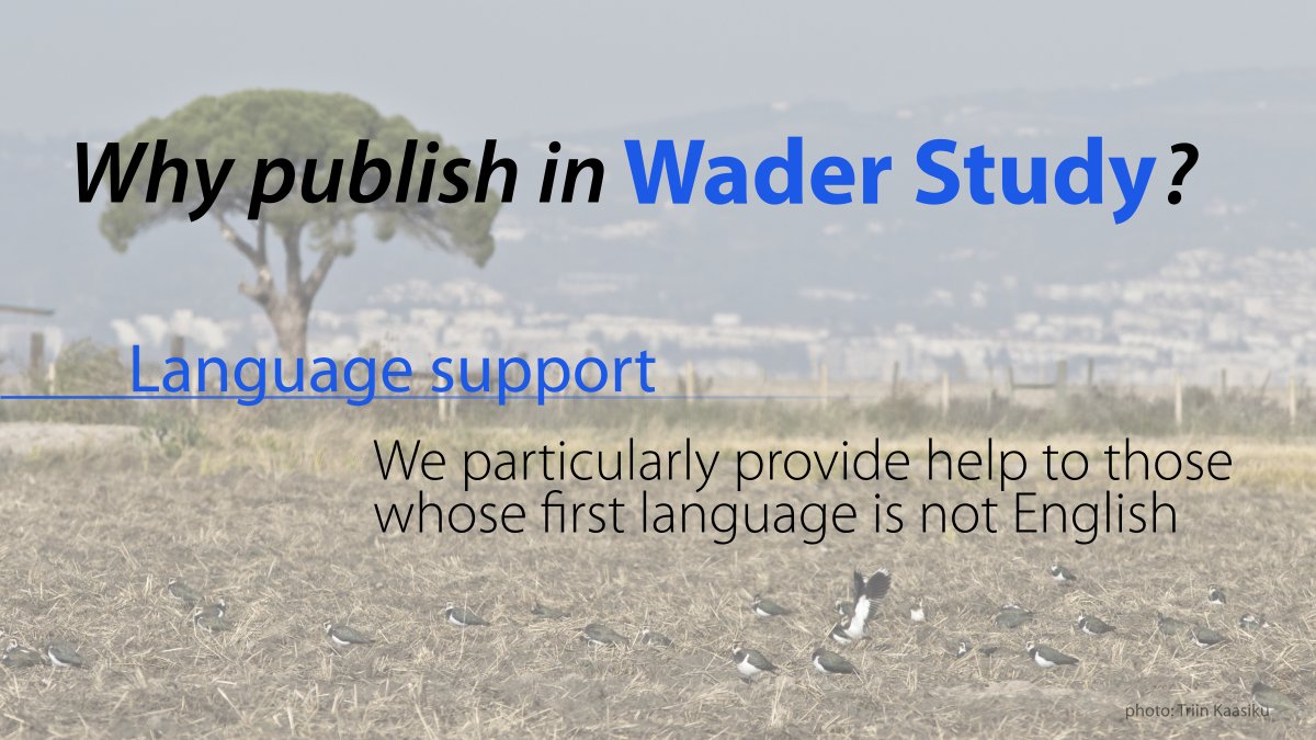 Why publish in Wader Study? Language support – We particularly provide help to those whose first language is not English. More info: waderstudygroup.org/wader-study/ #waders #shorebirds #ornithology