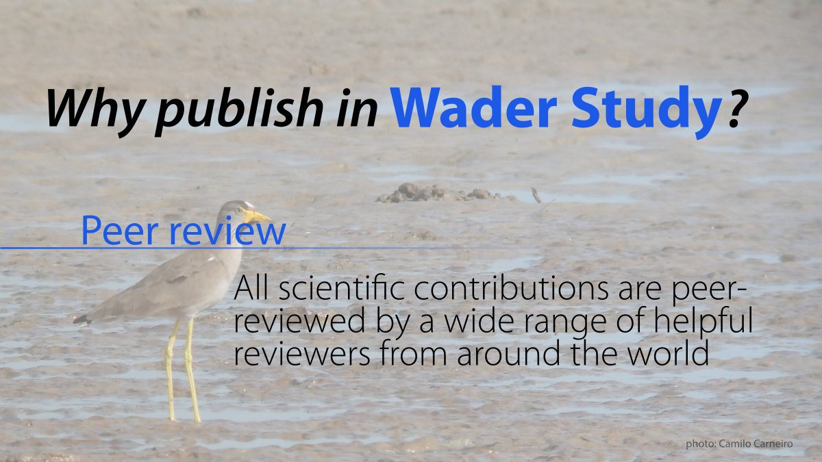 Why publish in Wader Study? Peer review – All scientific contributions are peer-reviewed by a wide range of helpful reviewers from around the world. More info: waderstudygroup.org/wader-study/ #waders #shorebirds #ornithology