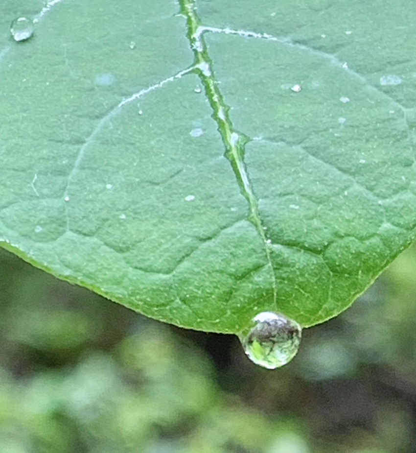 Droplet

#water #Drop #NaturePhotography #NatureBeauty #leaf #plants #closeupshot #photo #Tuesday
