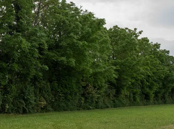 🚨[article pour vous toutes et tous, même sans abonnement !]

🌳Une dynamique politique semble se structurer autour des #haies en milieu agricole. L'Afac-agroforesterie appelle de ses vœux un plan à 250 M€ par an pour 2024-2030.

⬇️
reference-agro.fr/haies-lafac-ve…