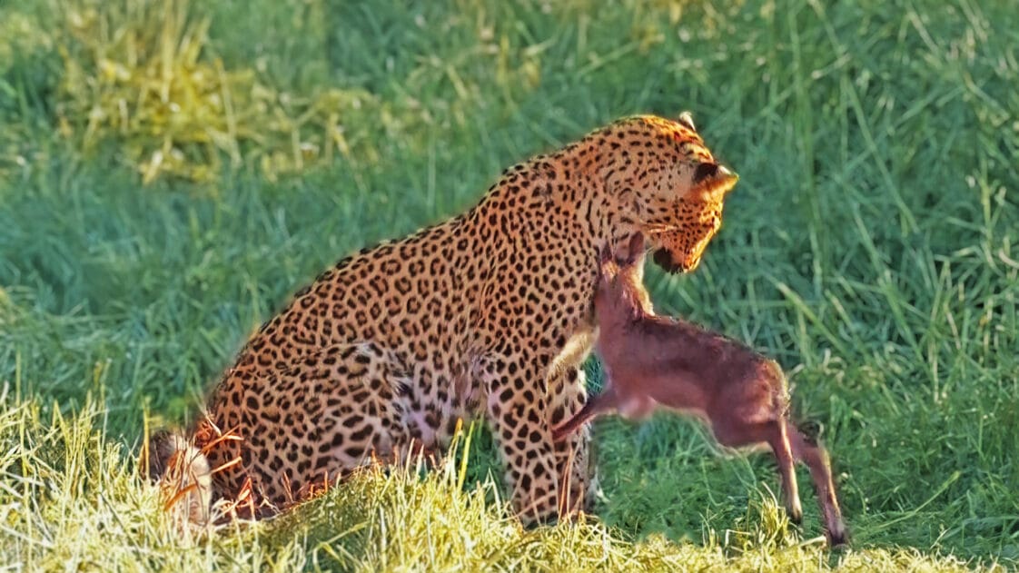 WATCH: Leopard Gets Head-Butted by Baby Buck Trying to Fight Back

A brave newborn buck, in a fight for its life, headbutts a leopard that’s trying to eat it when it realizes its mother has left it

latestsightings.com/single-post/le…