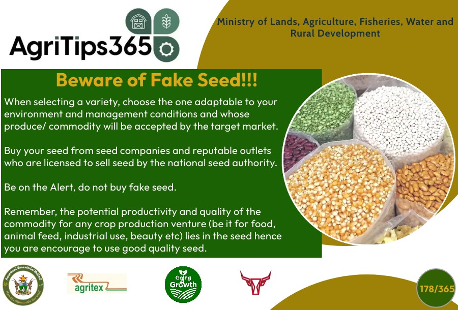MoLAFWRD_Zim's tweet photo. Beware of fake seed
#AgriTips365/178
#Going4Growth 
@basera_john https://t.co/jzm15QUKtO