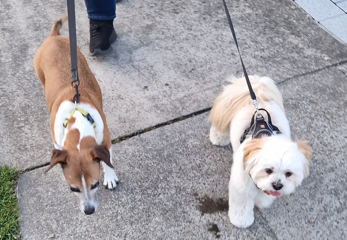 EvilJackeen's tweet photo. THERE. ARE. FOUR. DOGS. #STTNG #poonami https://t.co/NqyTz8RNdh