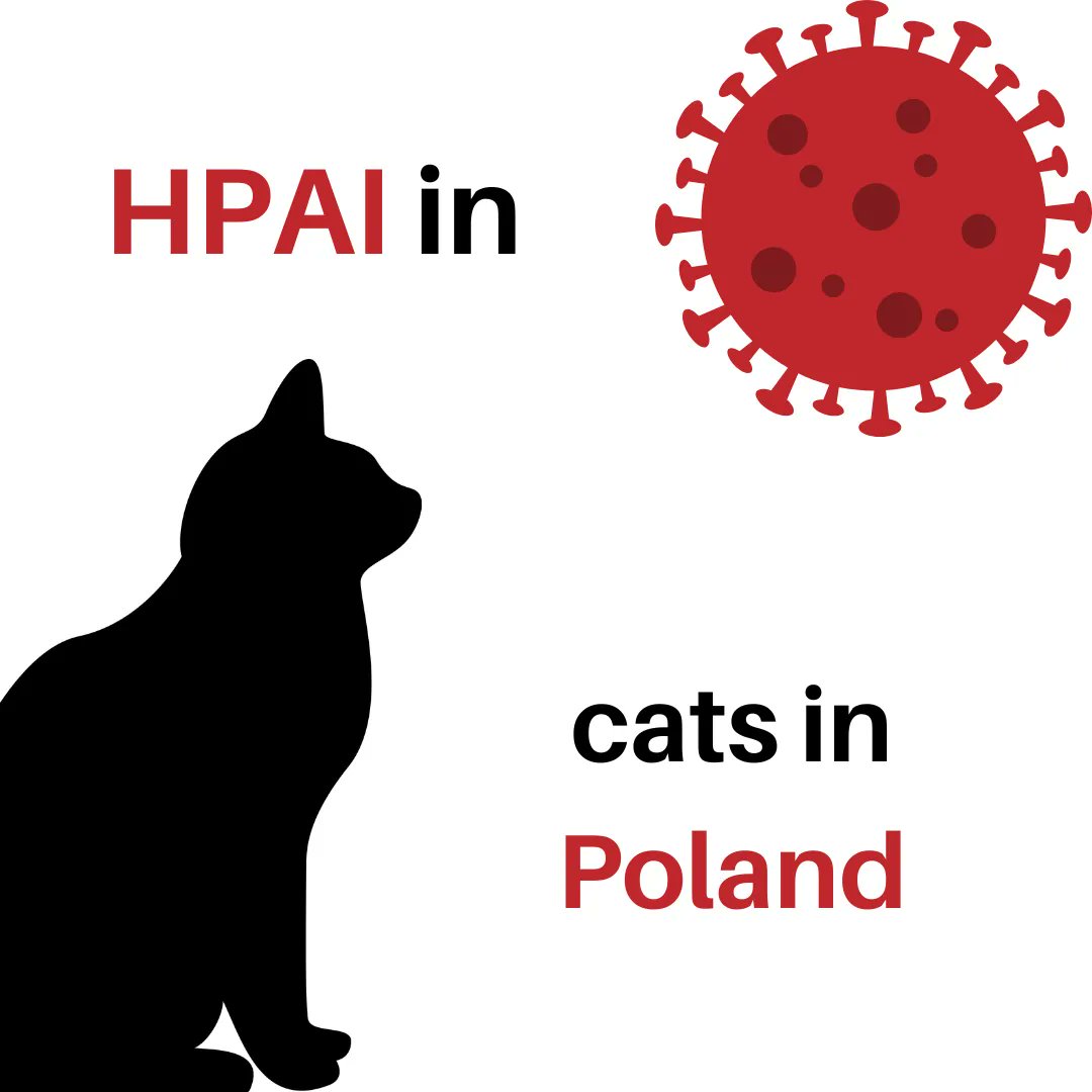 🚨 HPAI in cats in Poland 🚨 
14 of 17 samples from different cities tested positive for H5N1! 
Source unknown.
Polish Veterinary Services advise:
✔️ keep cats indoors 
✔️ prevent contact with wild birds 
✔️ respect general hygiene rules 
More in Polish: buff.ly/3CJ7ssh
