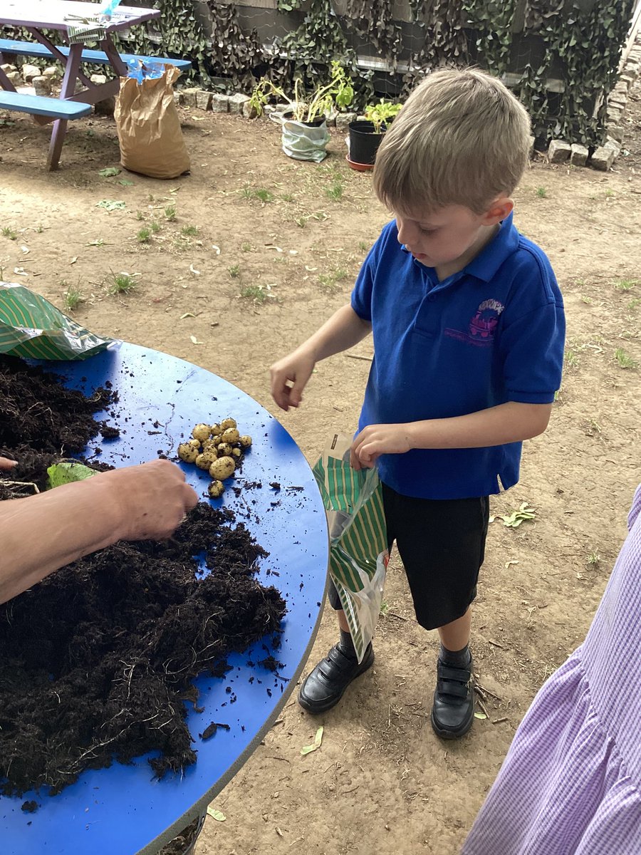 We spent a great afternoon <a href="/KidsCountryUK/">Kids Country</a> harvesting our potatoes. First we tipped the pots out to see if we had any hidden in the roots