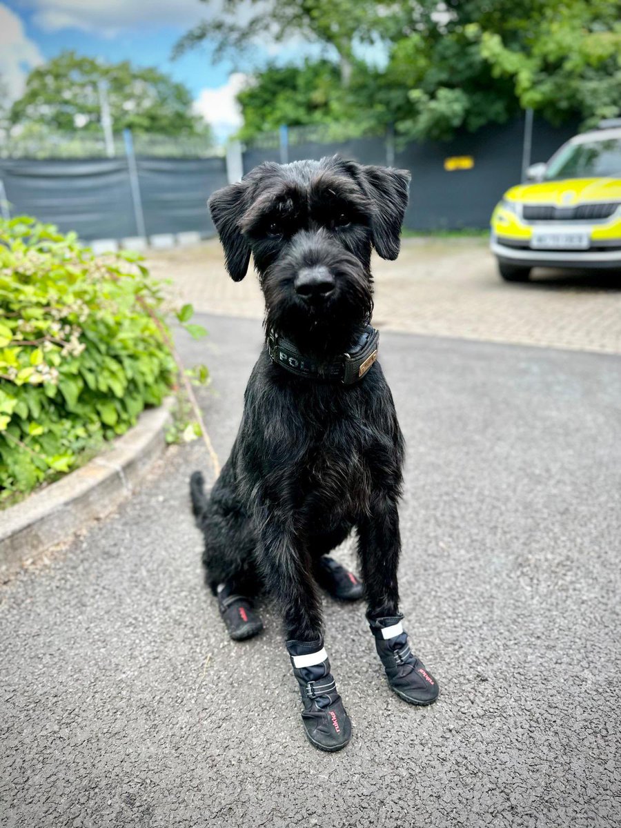Devon Police Dogs on Twitter: 