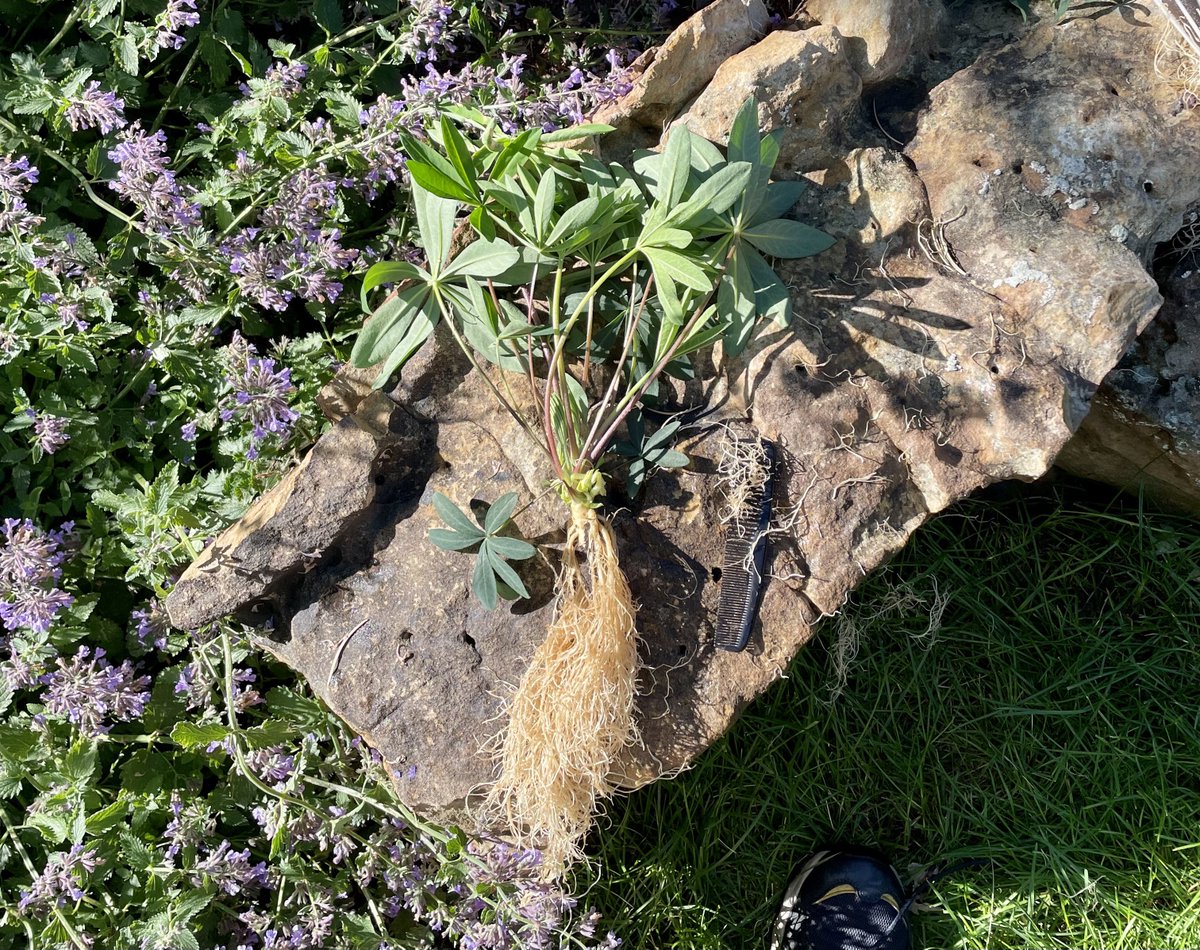 Gardenify tweet media
