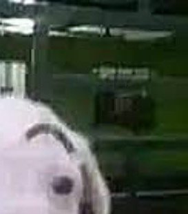 GatitoColega's tweet photo. @yeahperdonen666 @yeahperdonen666 @yeahperdonen666 https://t.co/Bo6FEeqsR6