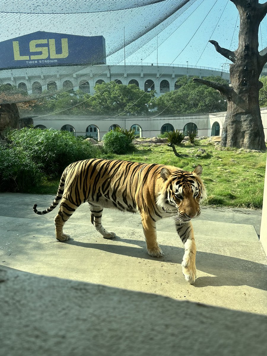 Time for a National Championship strut. @LSUbaseball @SEC #CWSOmaha #MCWS