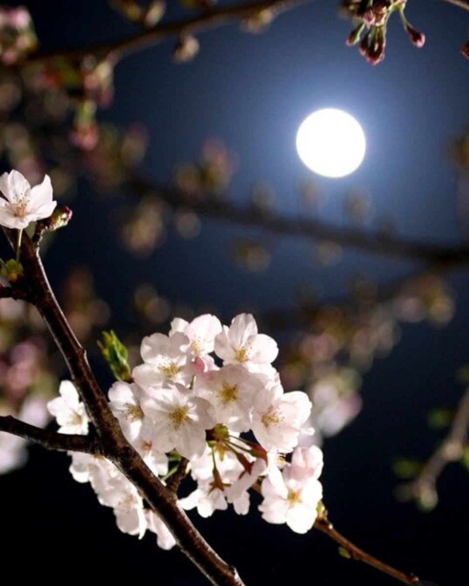 moon creams night

making it succulent 

and sweet for lovers

#vss365
#sweet
#inkMine
#Haiku
#haikuchallenge
#tenwords
#micropoetry