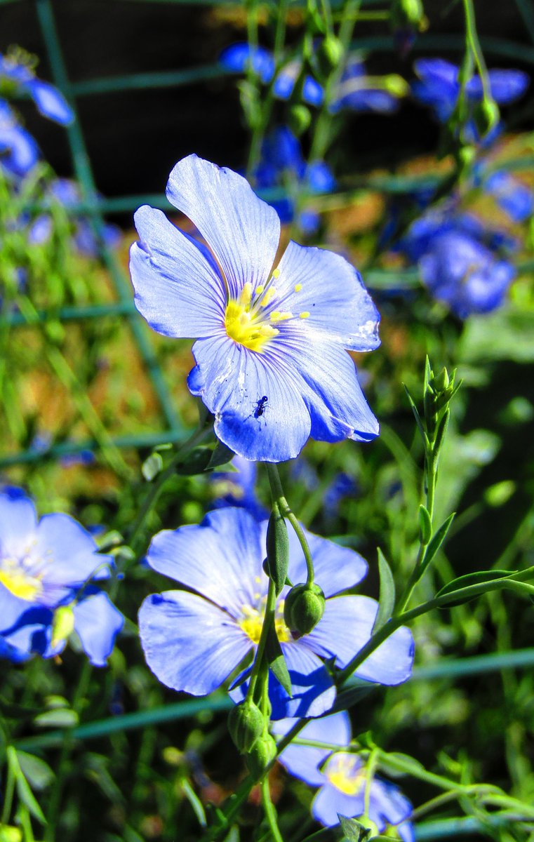 #TuesdayBlue  
#FlowerPhotography 
#NaturePhotography 
#FlowerPower 
#blueflowers