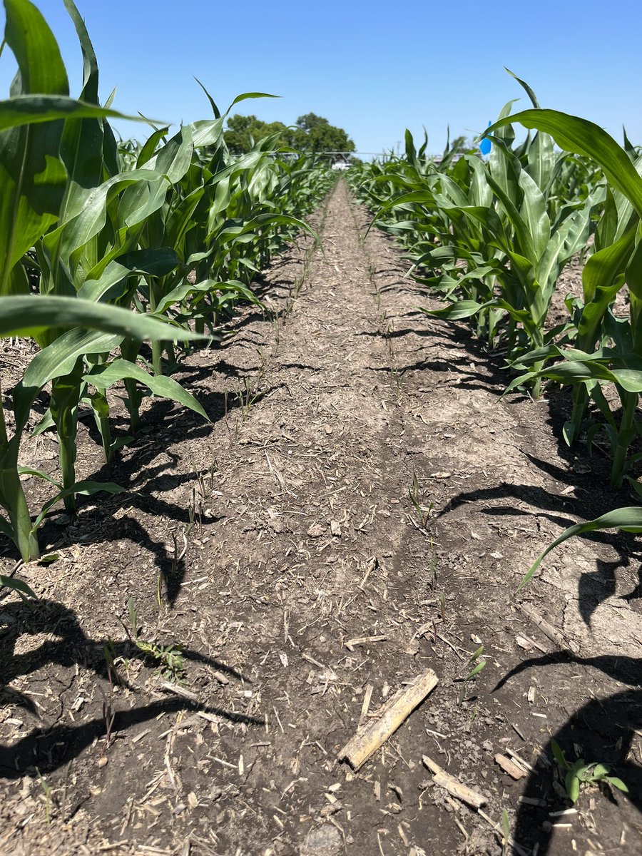 What is that? Yes, that’s right, we are testing cover crop interseeding options in early corn stages. Stay tuned! @ForGround_Bayer @Bayer4Crops 
#agriculture #corn #covercrops #plant23 #Bayer4NE