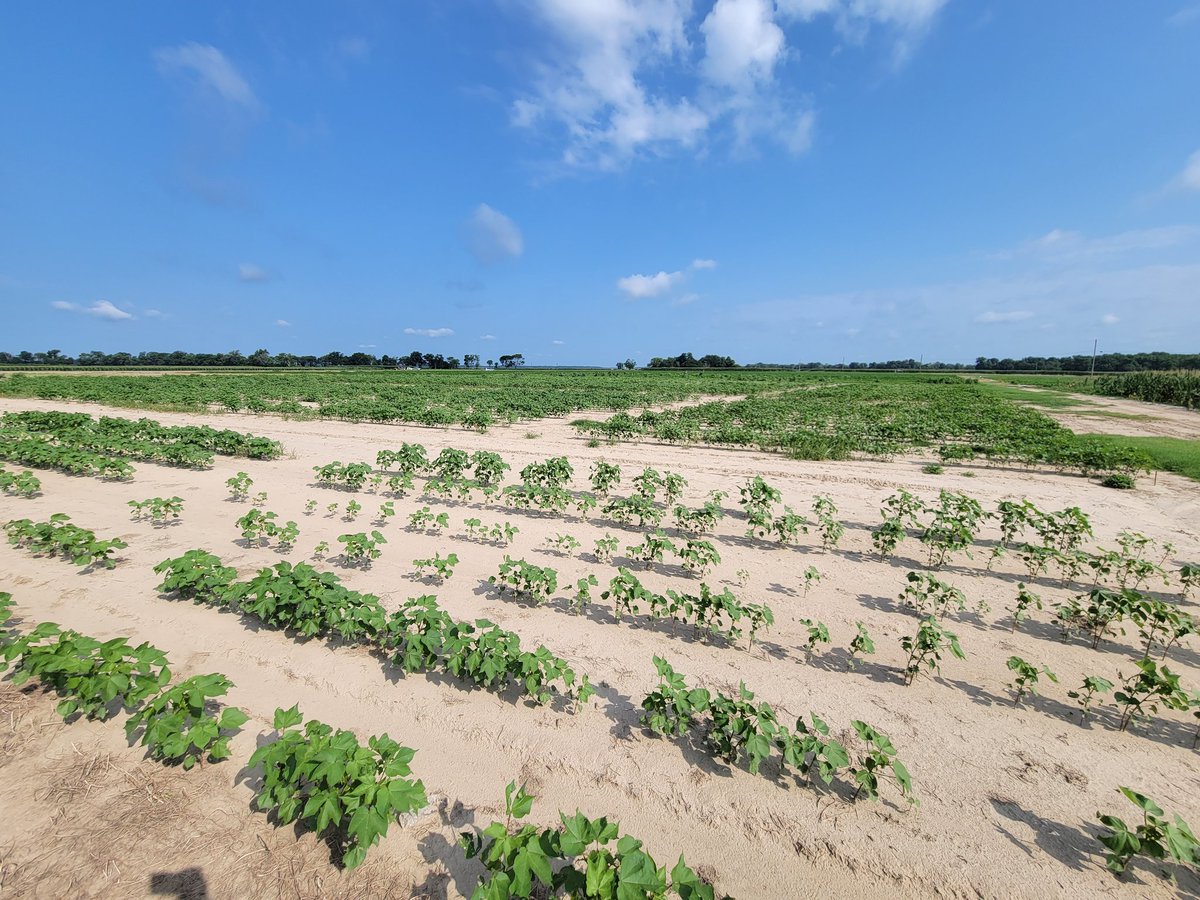 LSUNematology's tweet photo. Evaluating cotton cultivars and nematicides for management of reniform nematode. https://t.co/9R7B5XmpWr