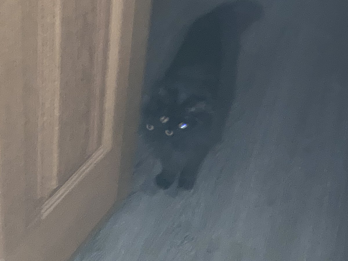 Dazzle | Team Wherewoof 🐺‼️⁉️ tweet media