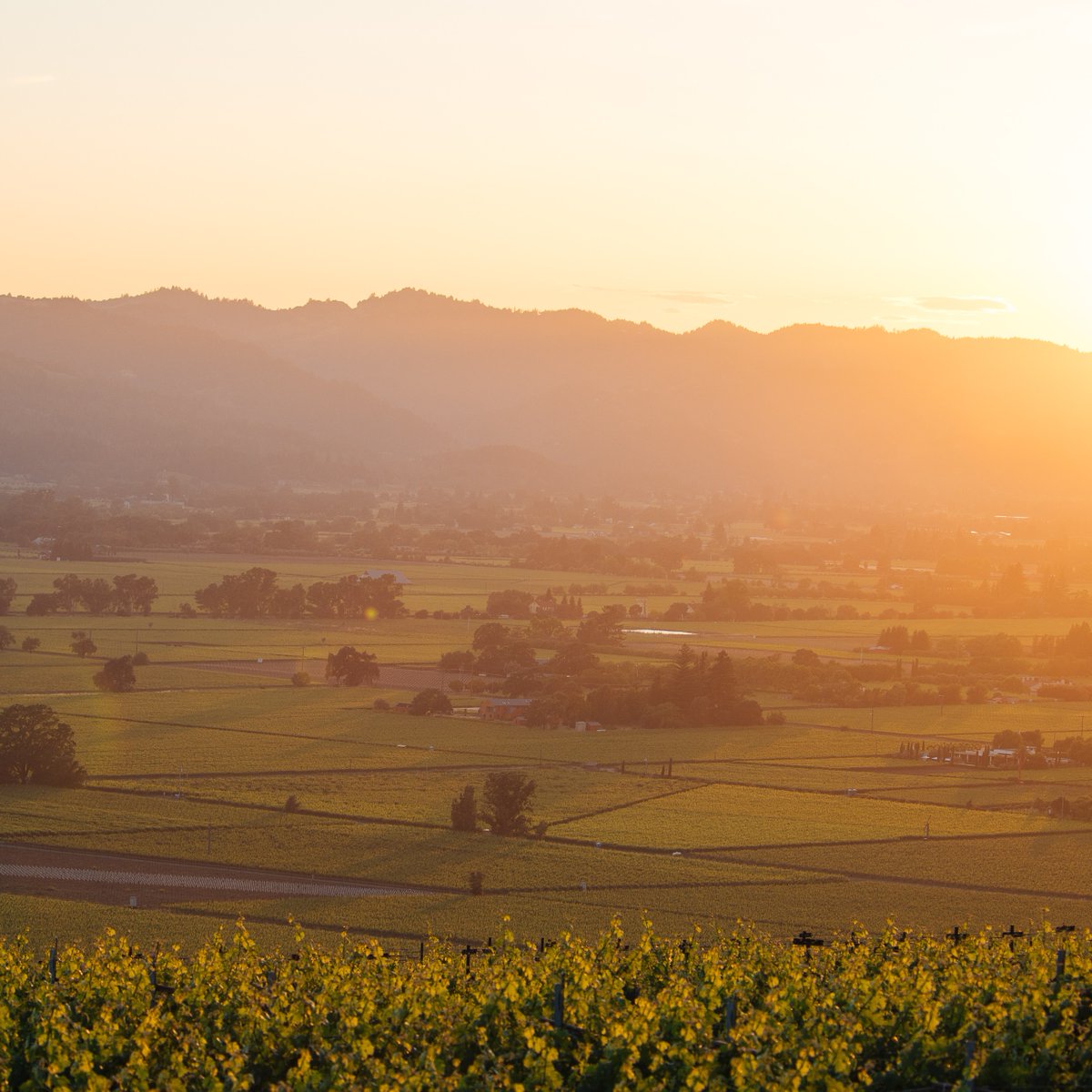 The #4thofJuly is just a week away, and what better way to celebrate than with wines from America's best winegrowing region?

Get your hands on some #PremiereNapaValley wines for the occasion. Find these exclusive #NapaValley wines at your local retailer: bit.ly/4408zzy.