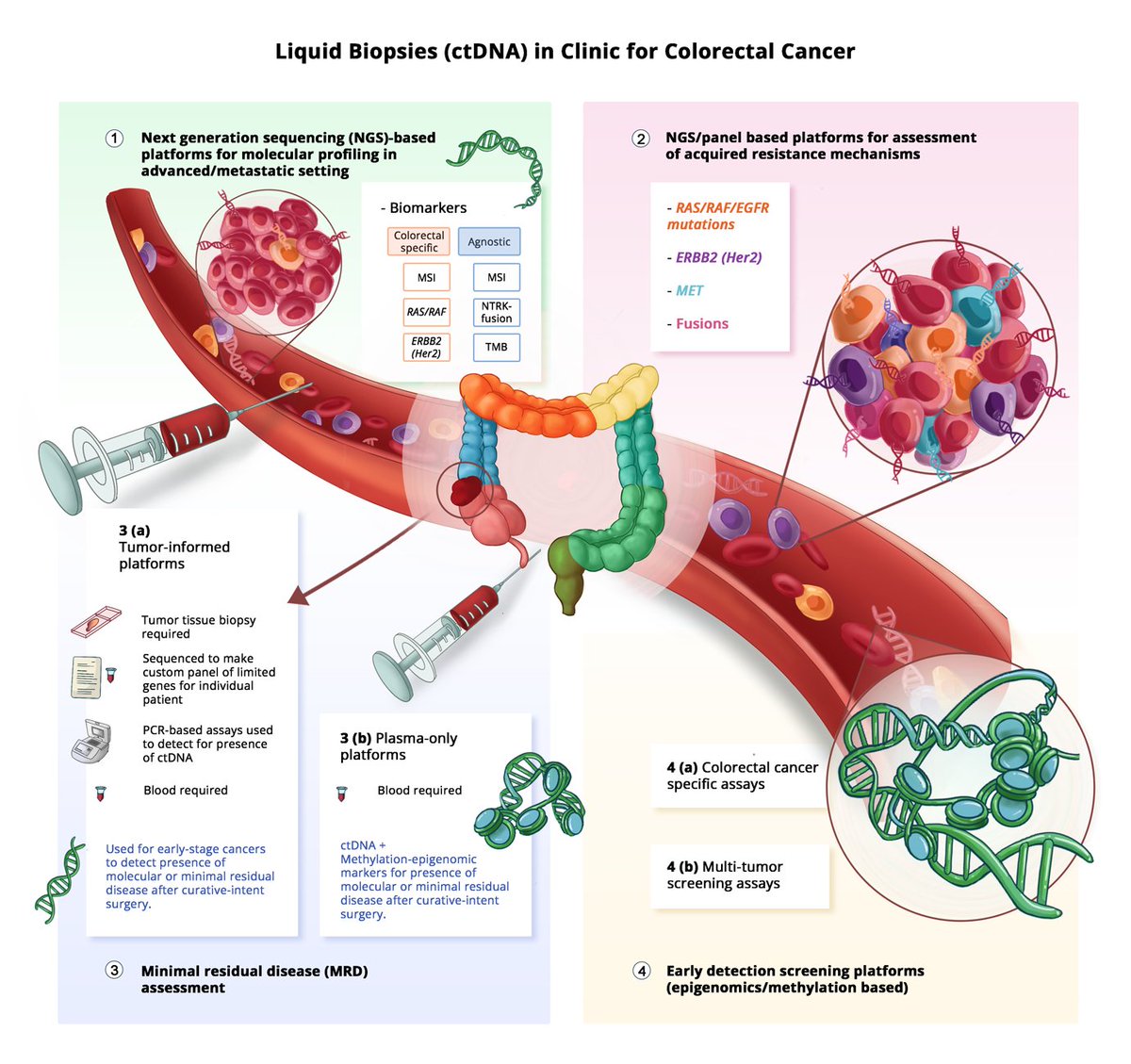 DrawImpacts (@drawimpacts) on Twitter photo 🔬🌟Step-by-Step Guide to Creating Striking and Unique Scientific Figures!🎨✨
🧵 Thread: Step-by-Step Process for Captivating Scientific Figures 🖼️
Figure for <a href="/pashtoonkasi/">Pashtoon Kasi MD, MS</a> on "Liquid Biopsies (ctDNA) in Clinic for Colorectal Cancer" #DrawImpacts #sciart 🔬🌟Step-by-Step Guide to Creating Striking and Unique Scientific Figures!🎨✨
🧵 Thread: Step-by-Step Process for Captivating Scientific Figures 🖼️
Figure for <a href="/pashtoonkasi/">Pashtoon Kasi MD, MS</a> on "Liquid Biopsies (ctDNA) in Clinic for Colorectal Cancer" #DrawImpacts #sciart