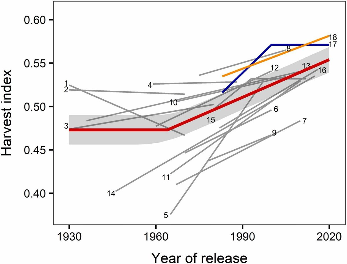 En los últimos 60, el maíz aumentó un 17% la proporción del grano respecto de la biomasa aérea (índice de cosecha). Todo atribuible a cambios genéticos. En ese período, el rendimiento aumentó un 114% (genética, manejo, ambiente). Datos del cinturón USA.