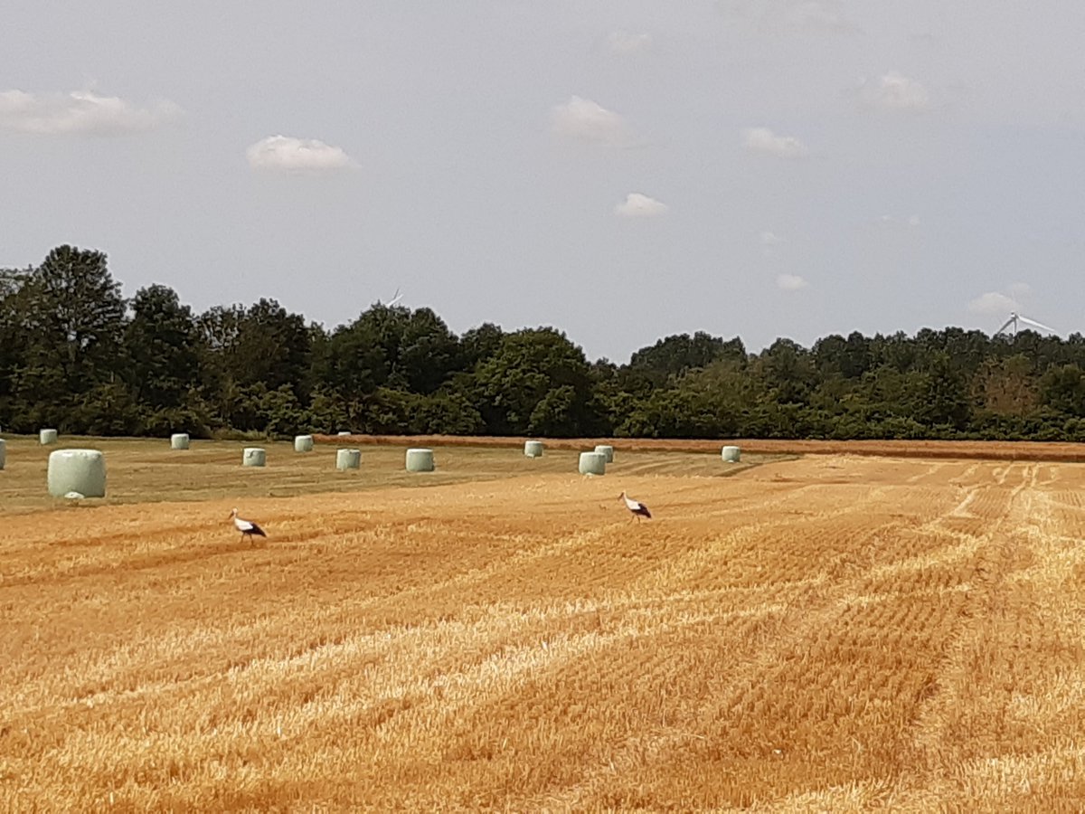 Rendez vous agriculteur et Oups... serais-je allé trop loin vers l'Est ? en Alsace ?  Non ce sont bien des cigognes auboises !!!