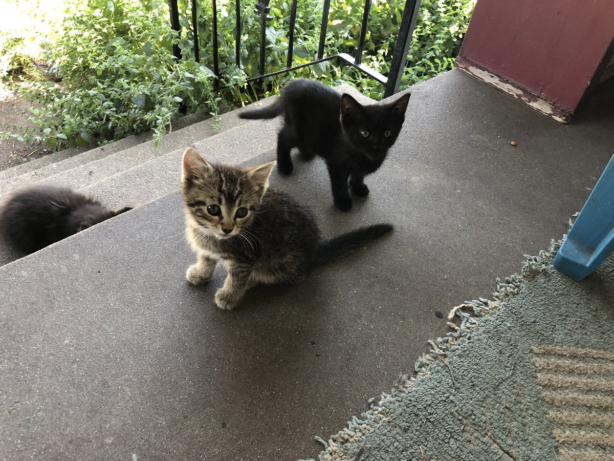 Kittens playing on the porch today.