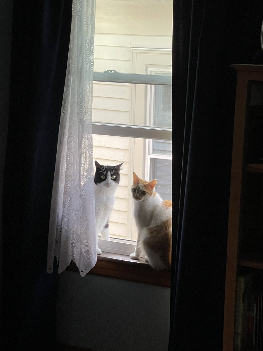 PetClassics's tweet photo. Might be time for a new window perch!
#cat #catlife #windowperch https://t.co/HmKSs7yCk9